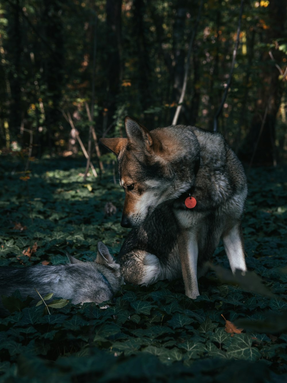 a dog standing in the woods