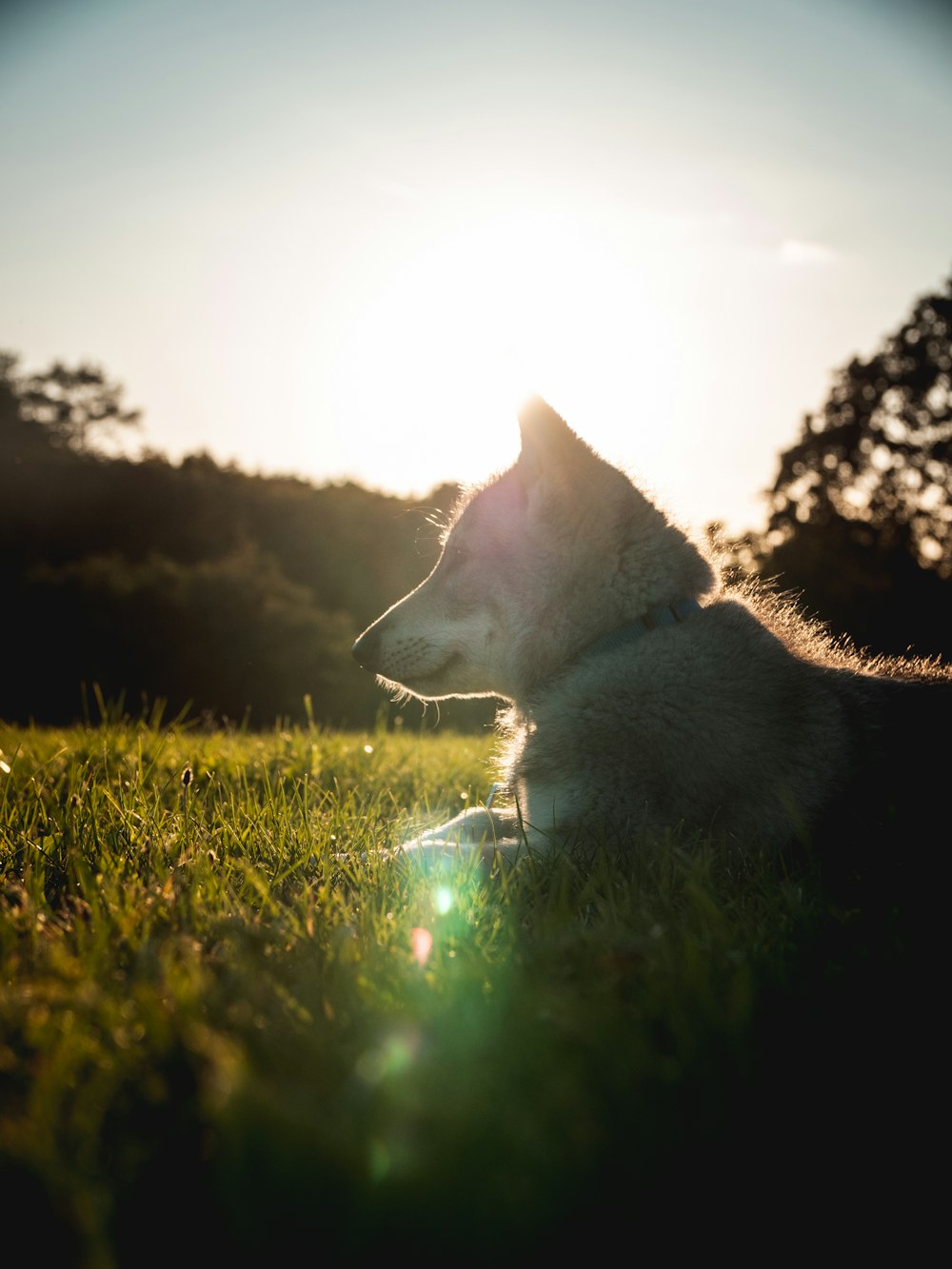 a dog drinking water