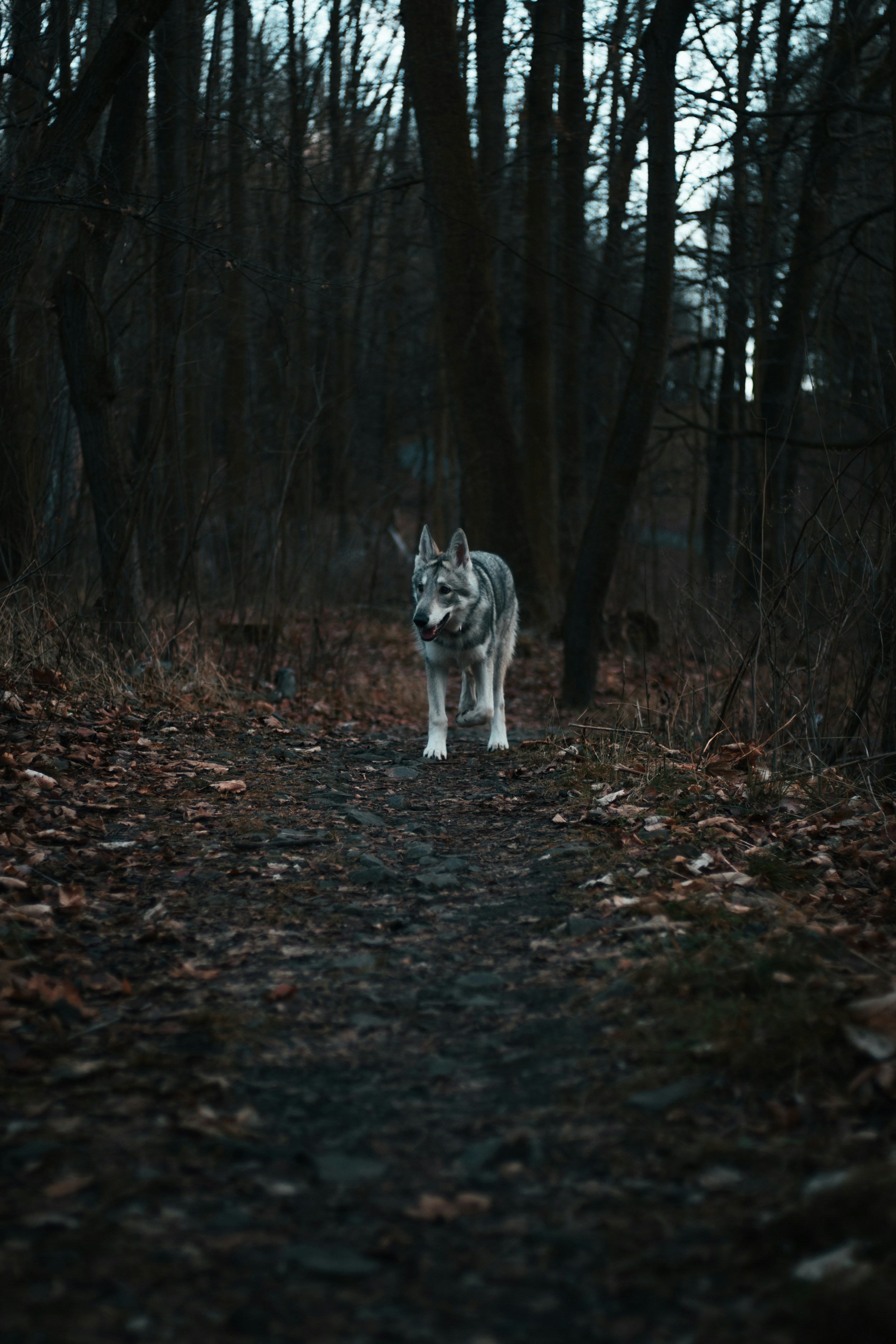 Photo by honzareznik