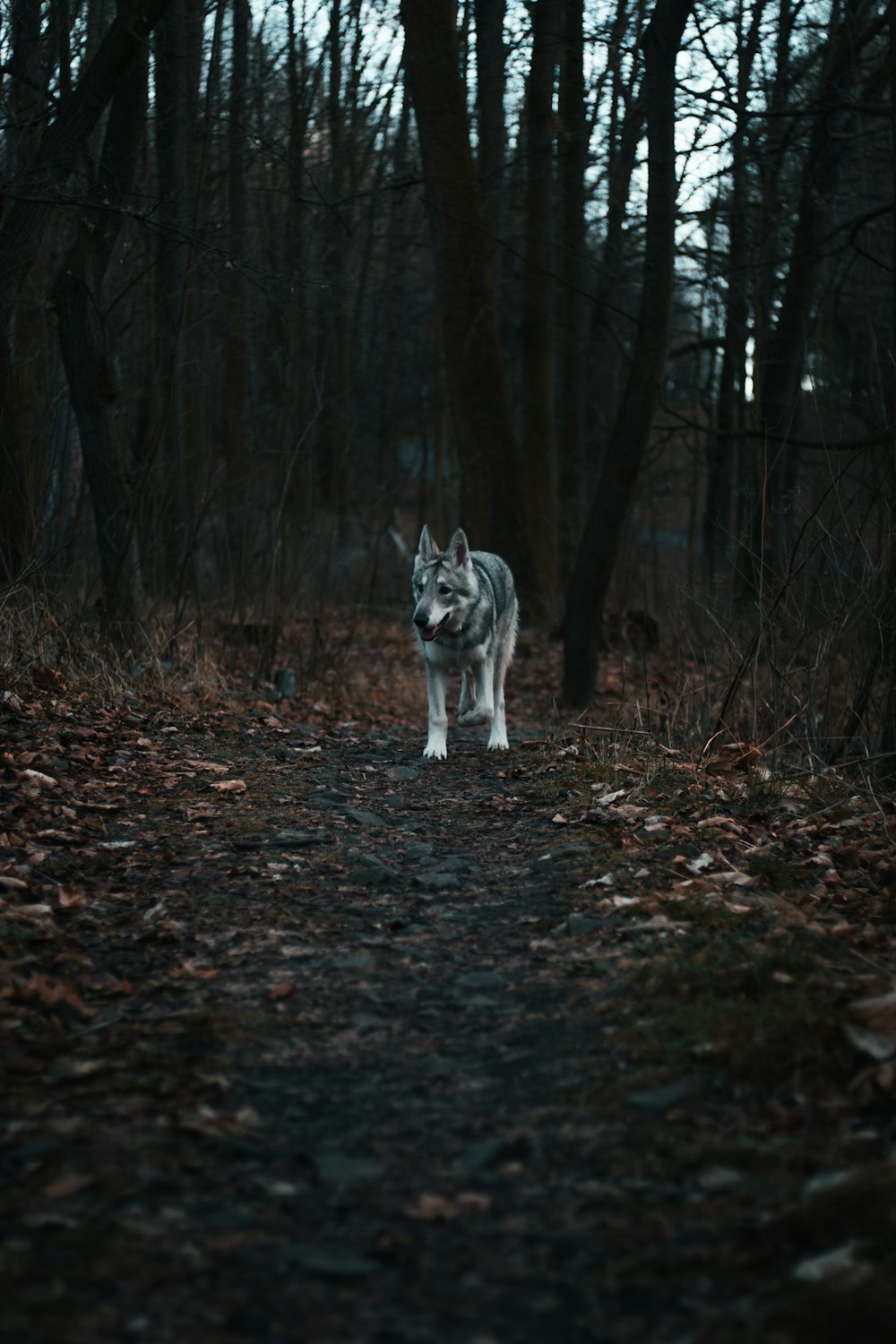 a wolf standing in a forest