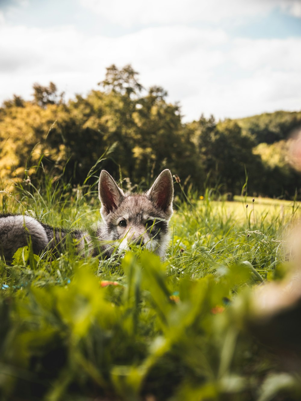 a cat lying in the grass