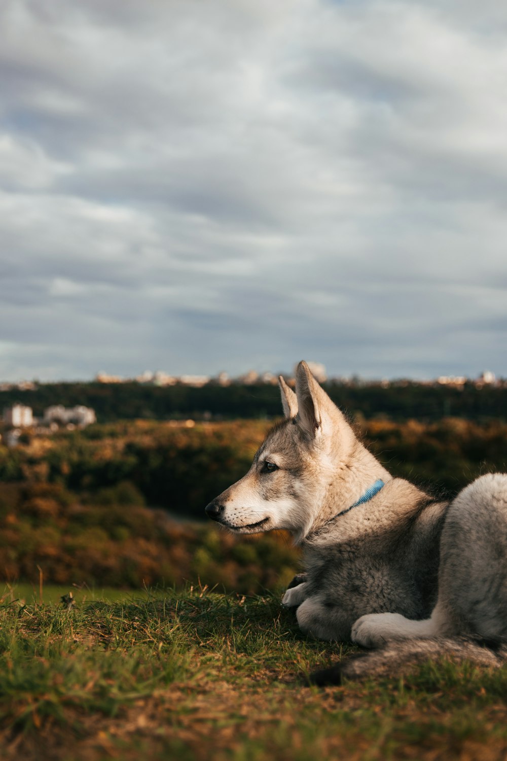 a dog lying on the ground