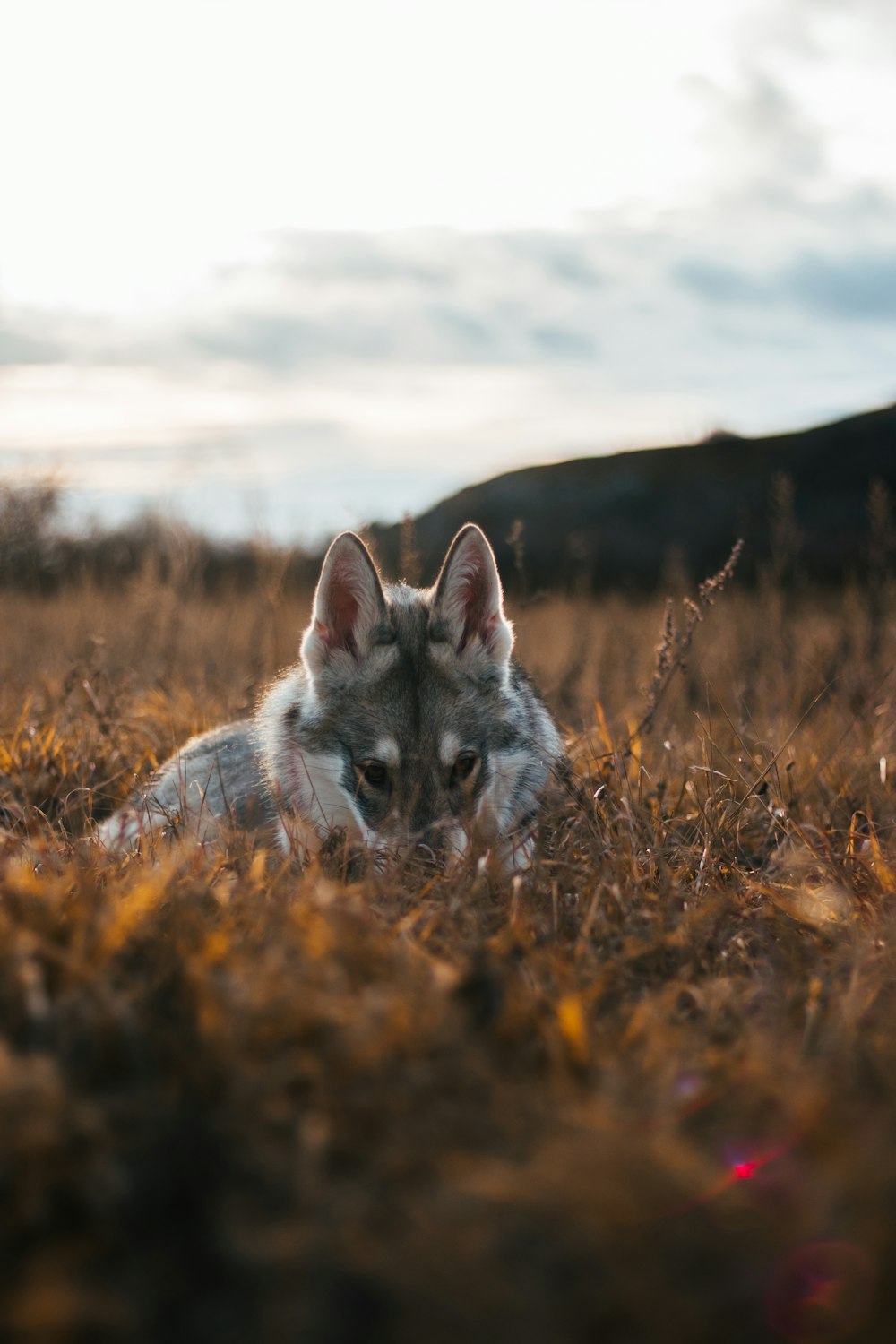 a rabbit in a field