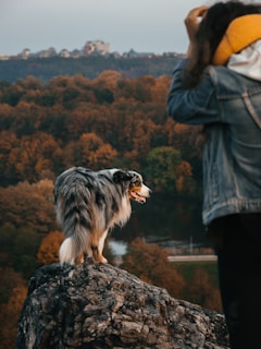 a traveling dog on a rock