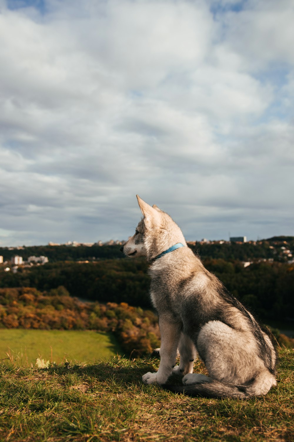 a dog sitting on grass