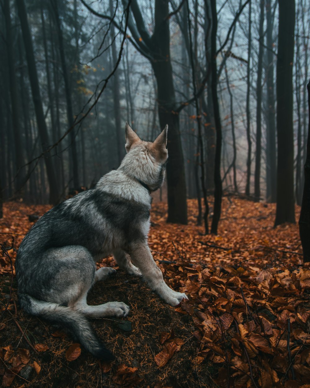 um cão sentado em uma floresta