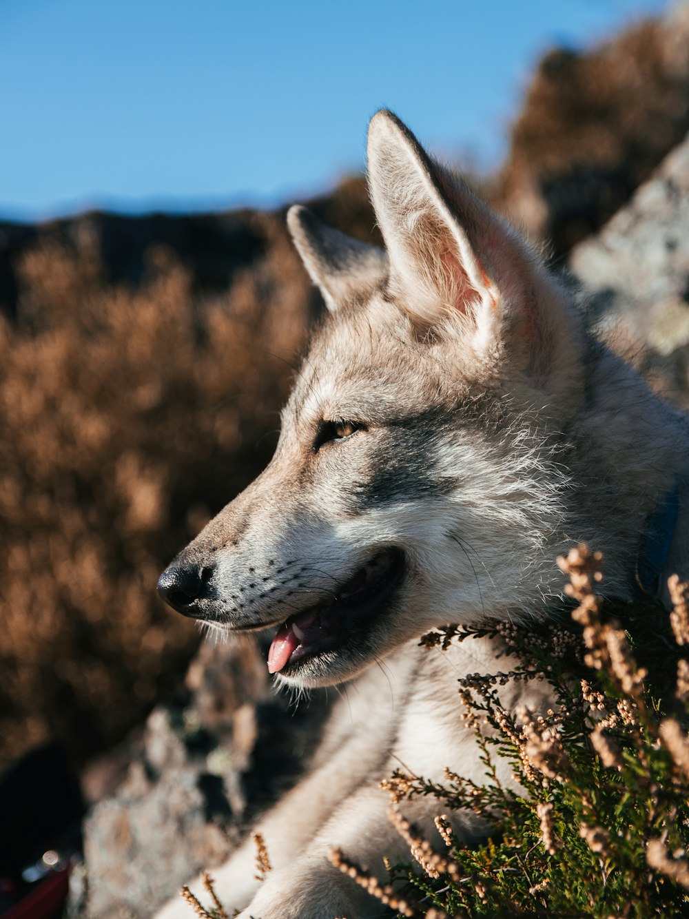 a dog with its mouth open