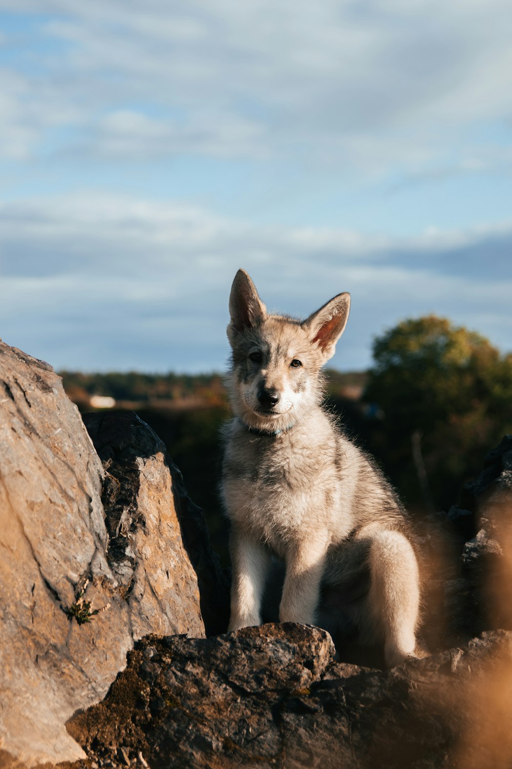 a dog standing on a rock
