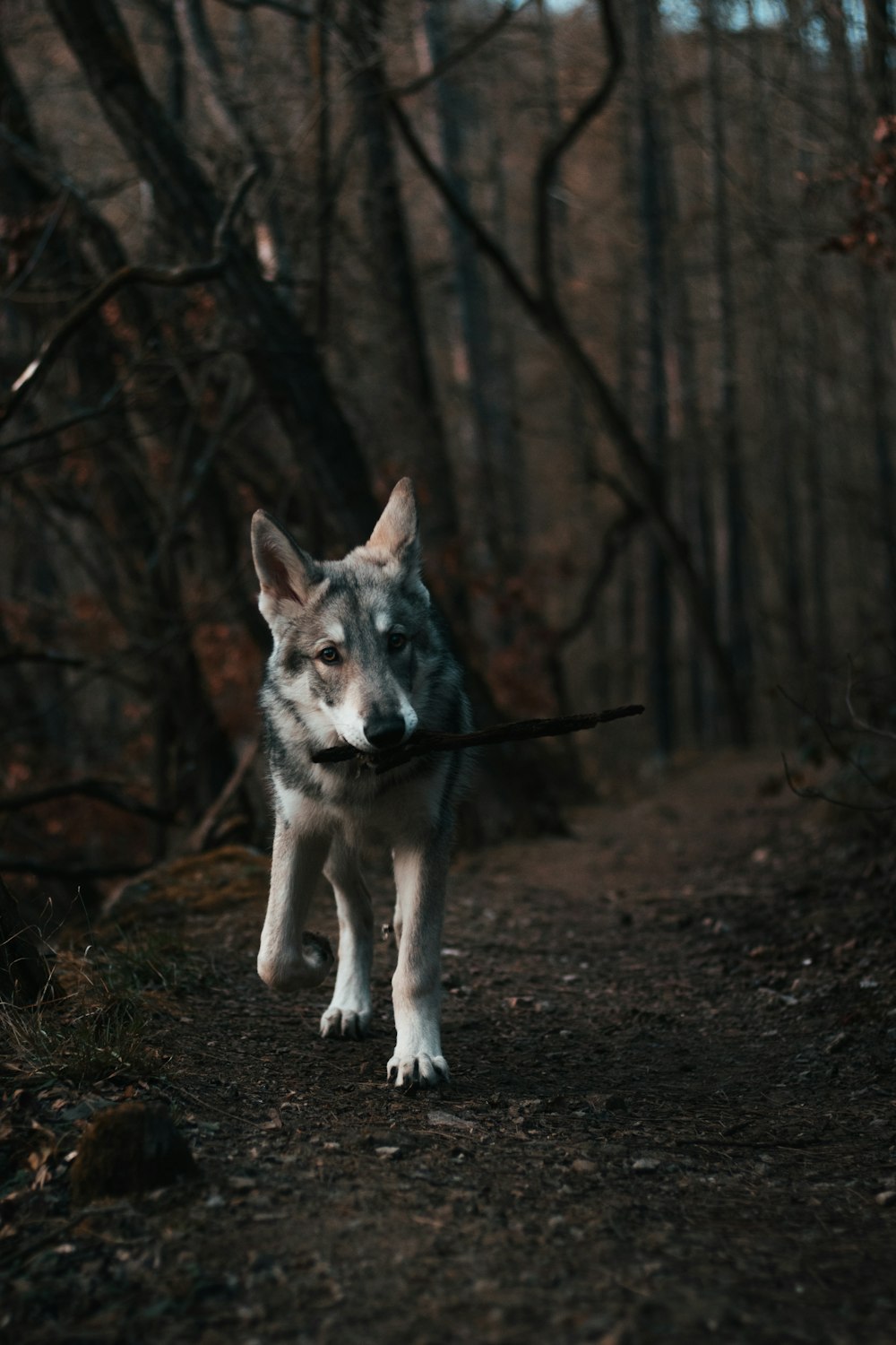 a wolf with a stick in its mouth in a forest