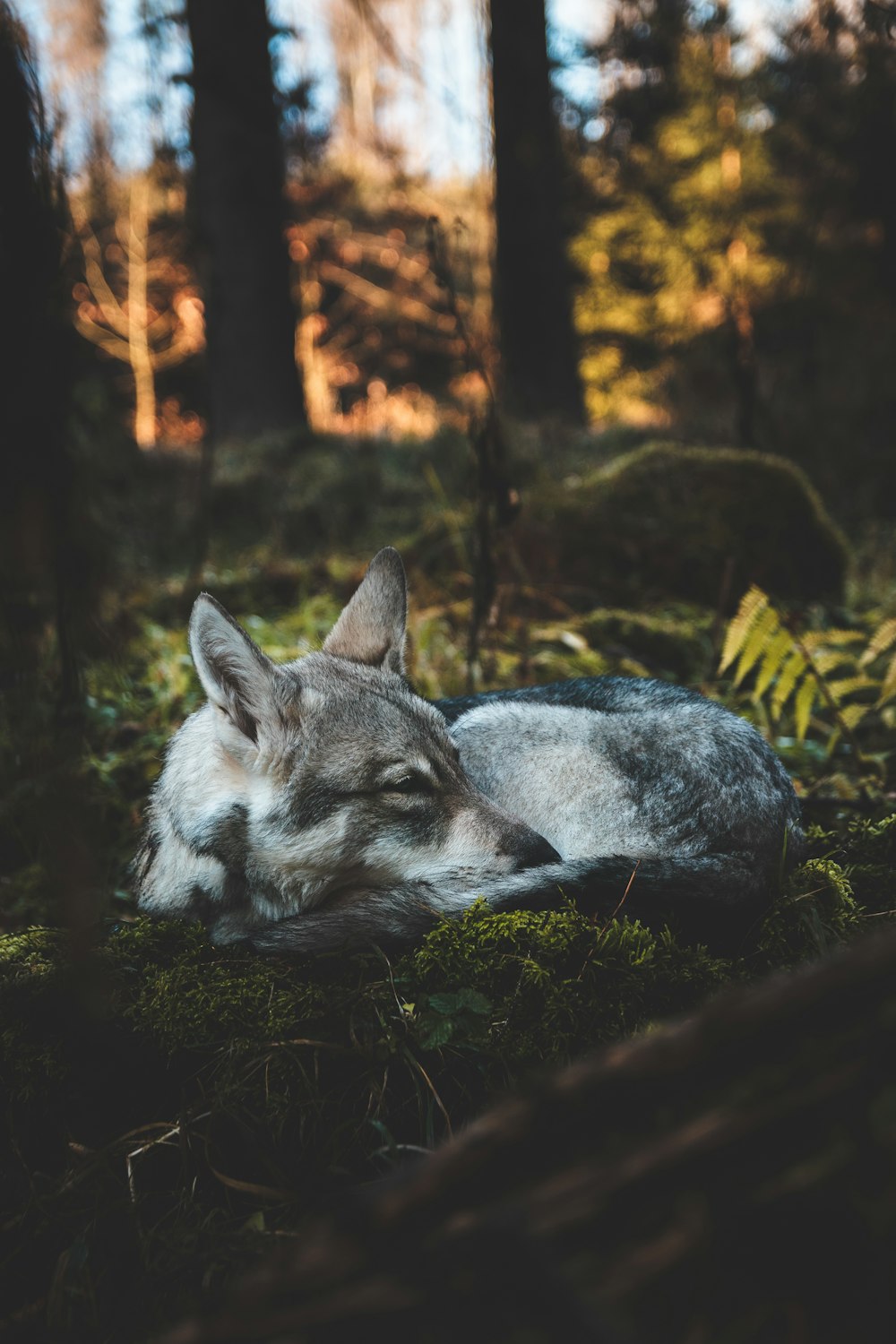 a wolf lying in the woods