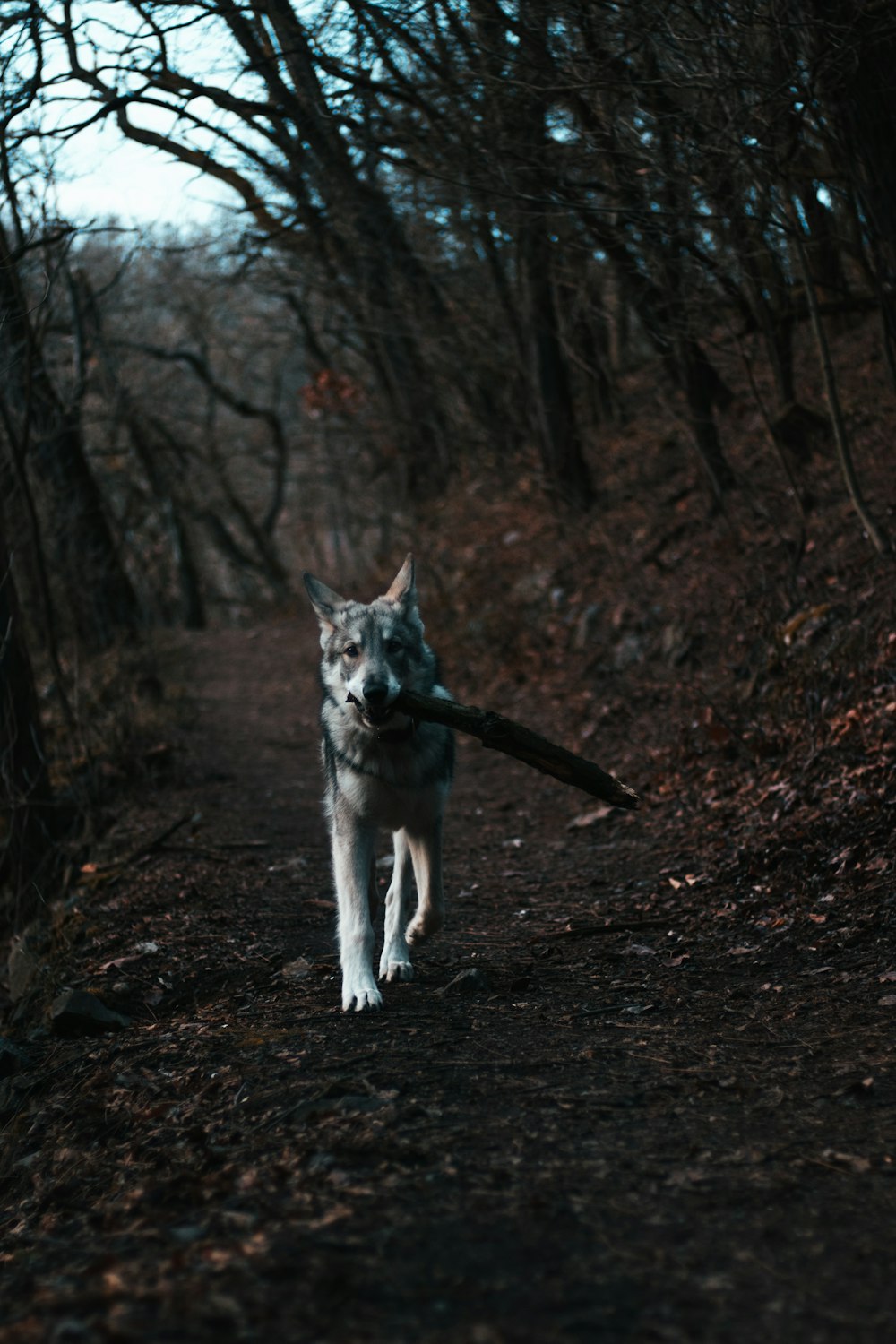 a wolf with a stick in its mouth in a wooded area