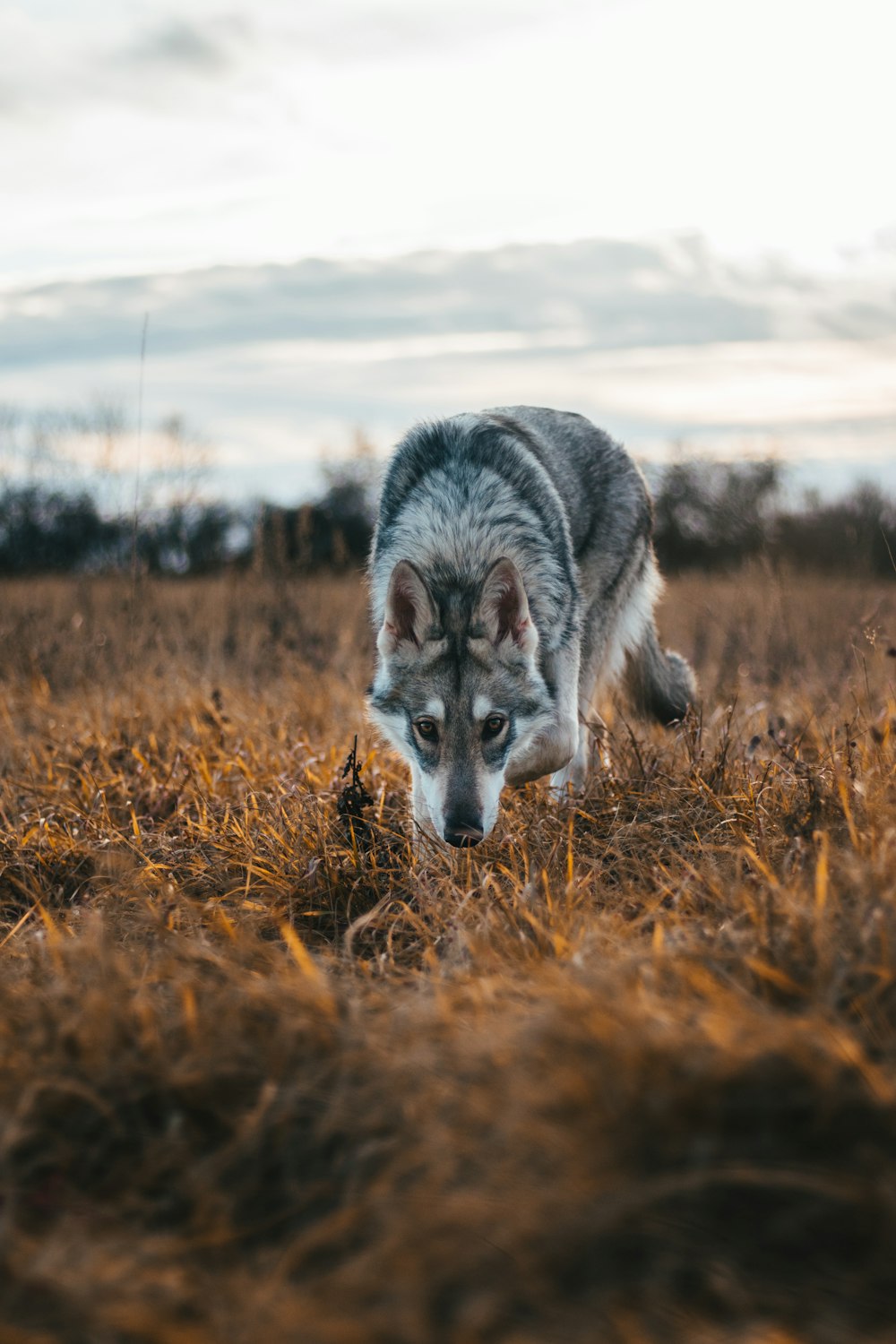 a wolf in a field