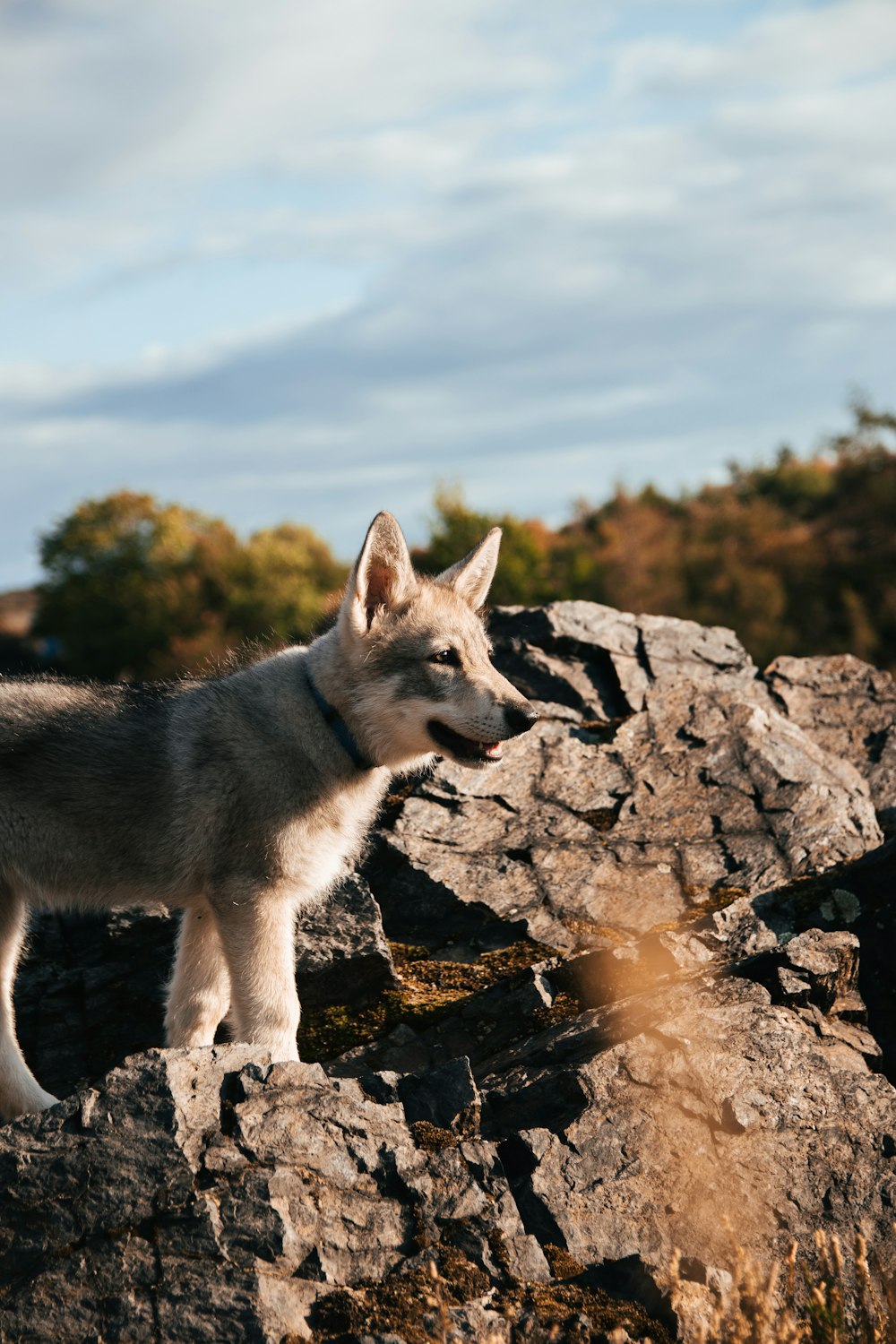 a dog standing on a rock