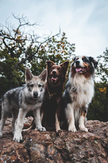 a group of dogs on a rock