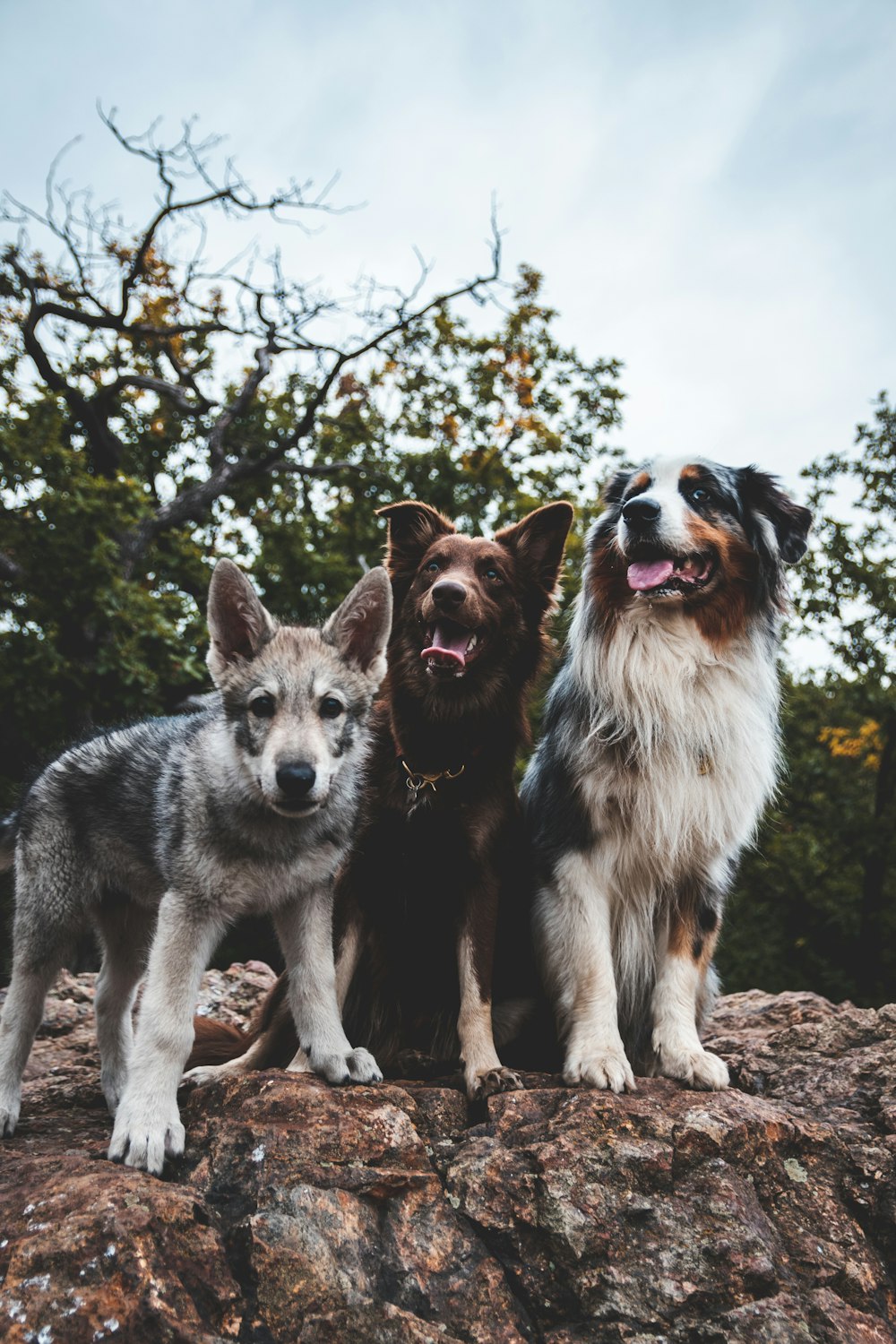 a group of dogs on a rock