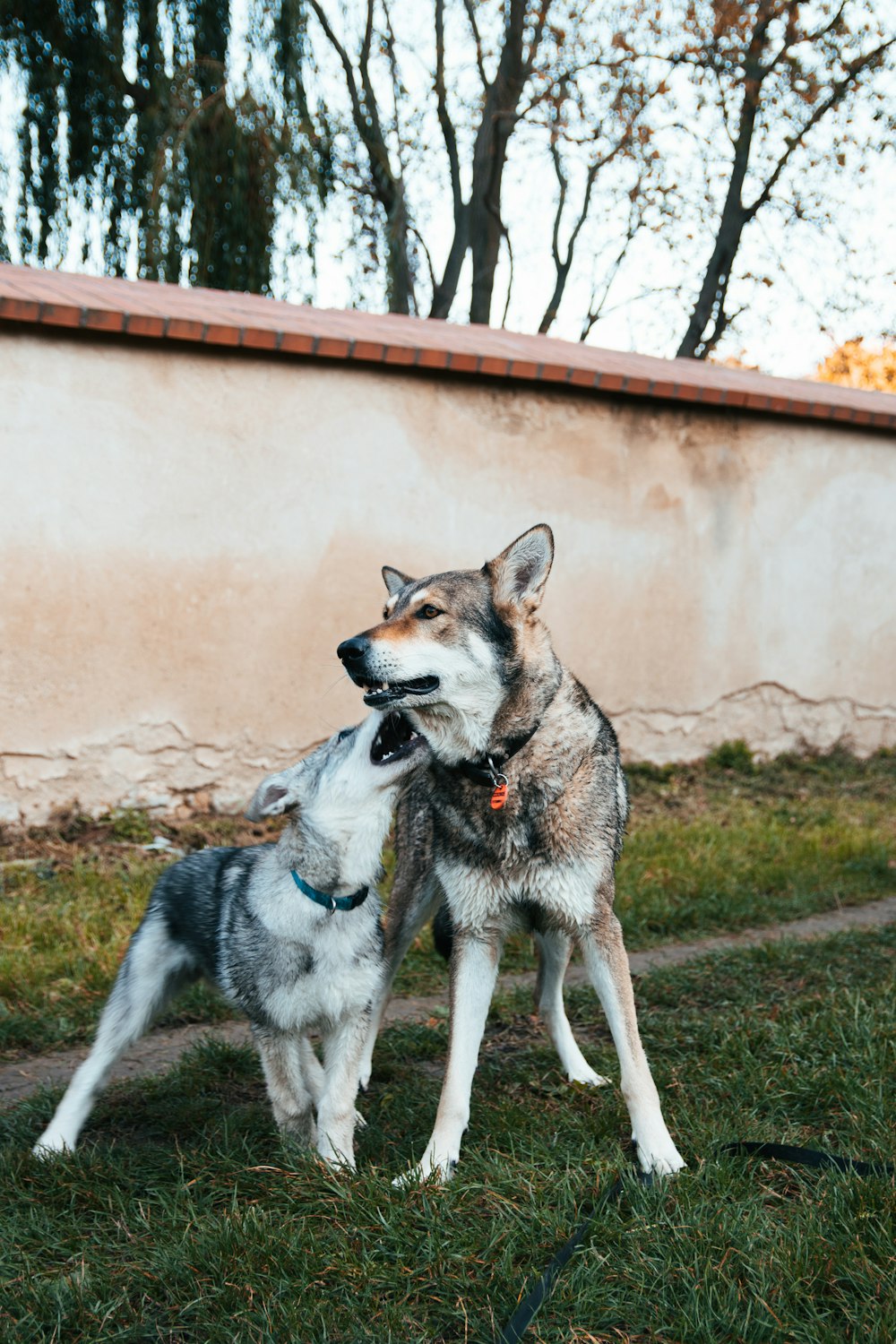 two dogs standing on grass