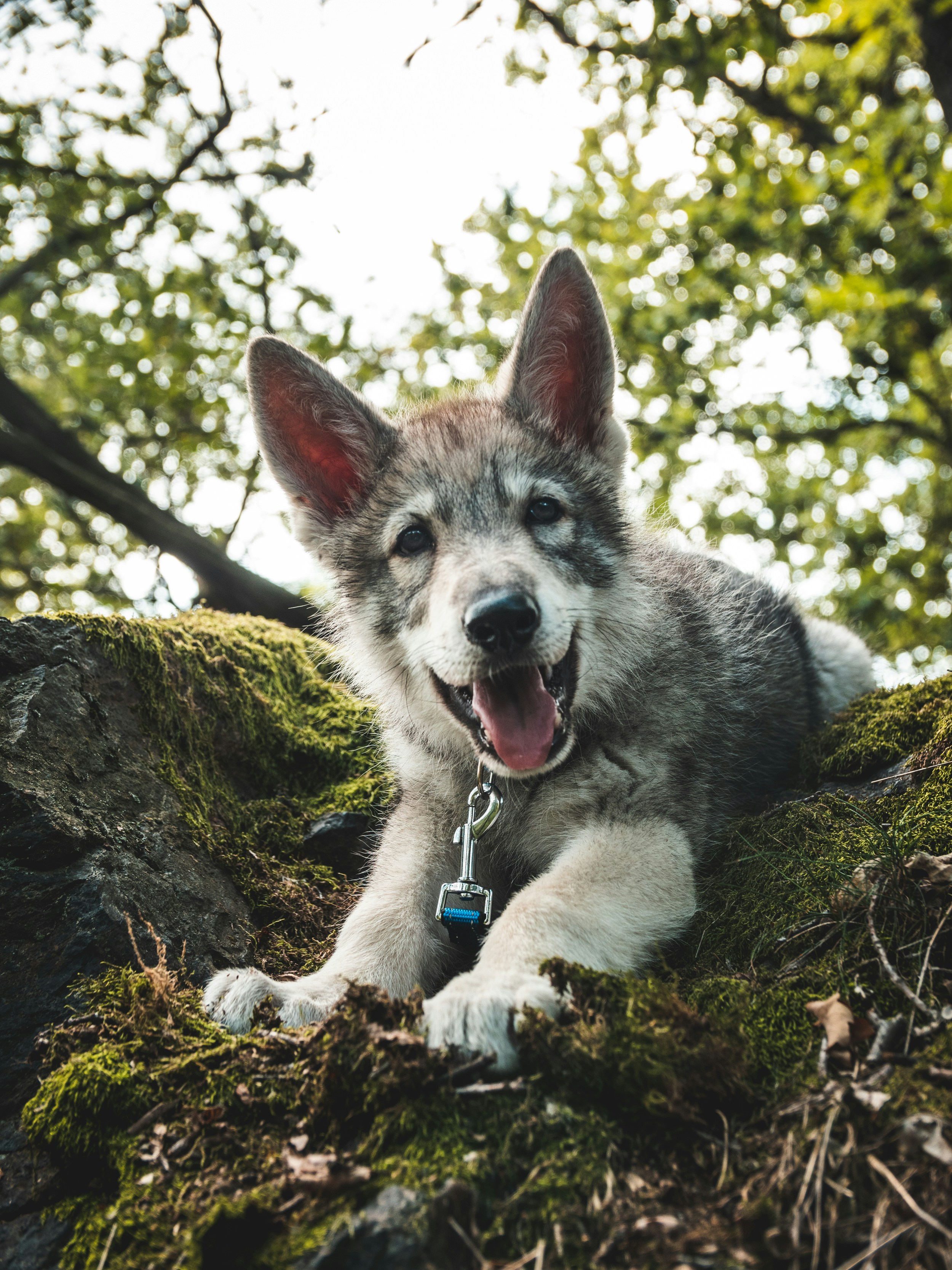 a dog sitting on a rock