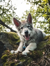 Junghund im Wald – Junghundetraining in Göttingen
