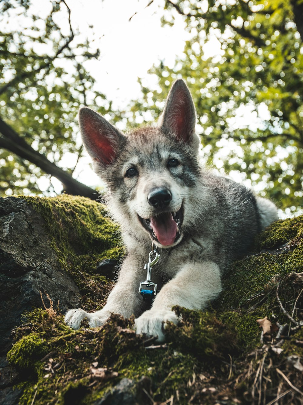 a dog sitting on a rock