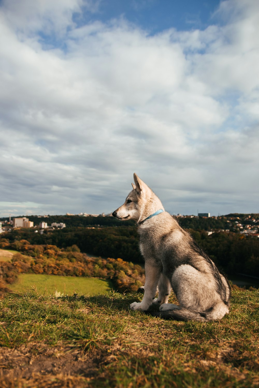 a dog sitting on a hill