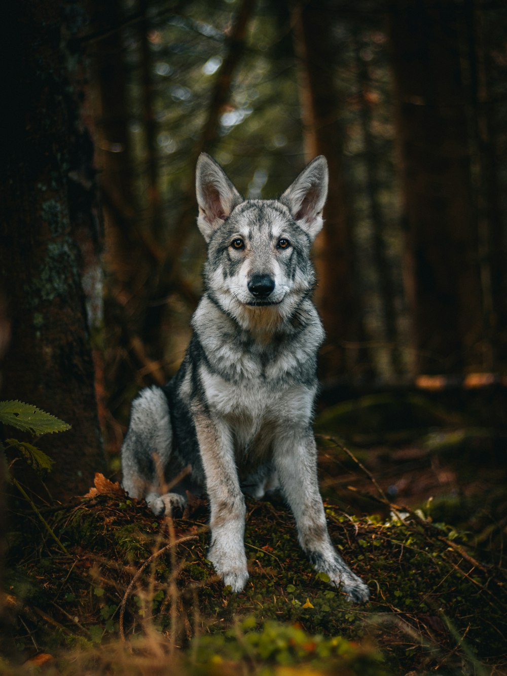a dog sitting in the woods