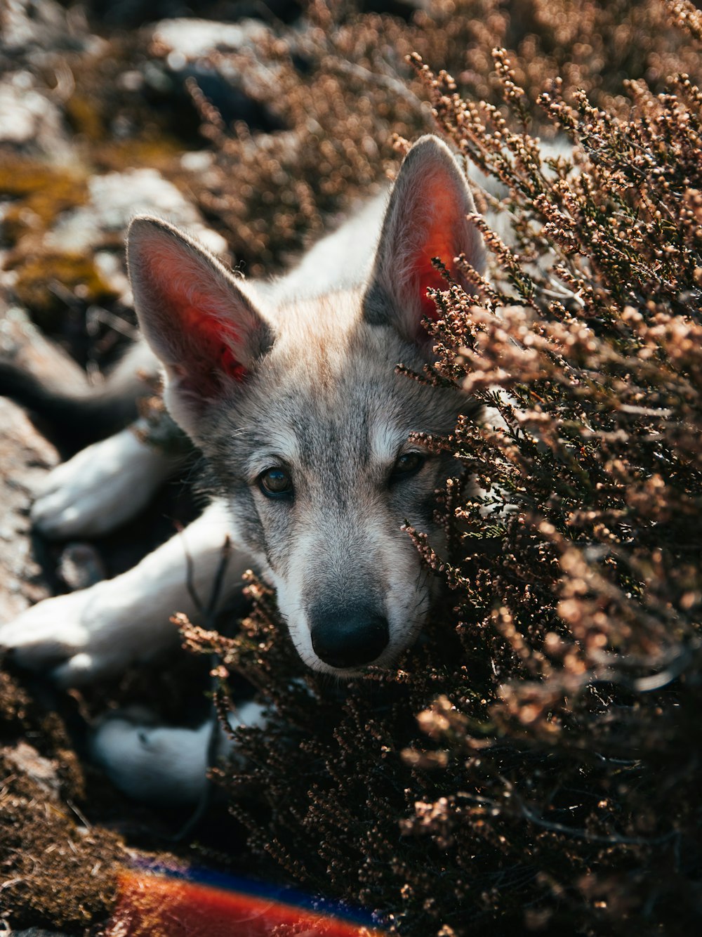 a dog lying in leaves