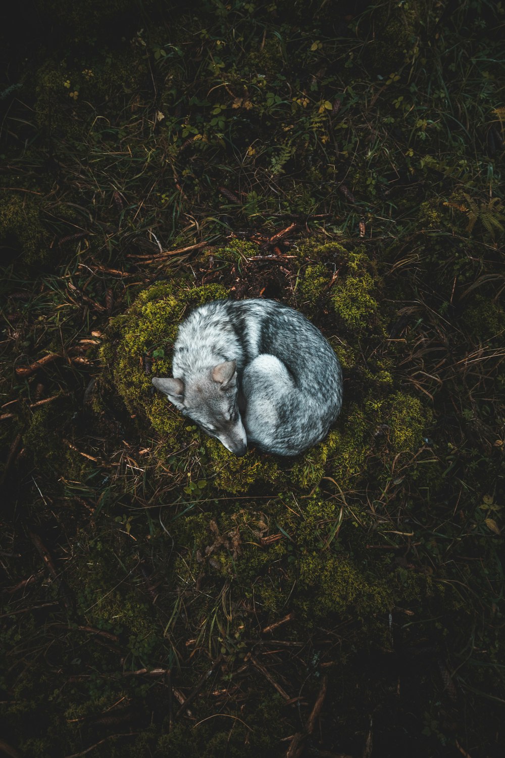 a raccoon in the grass