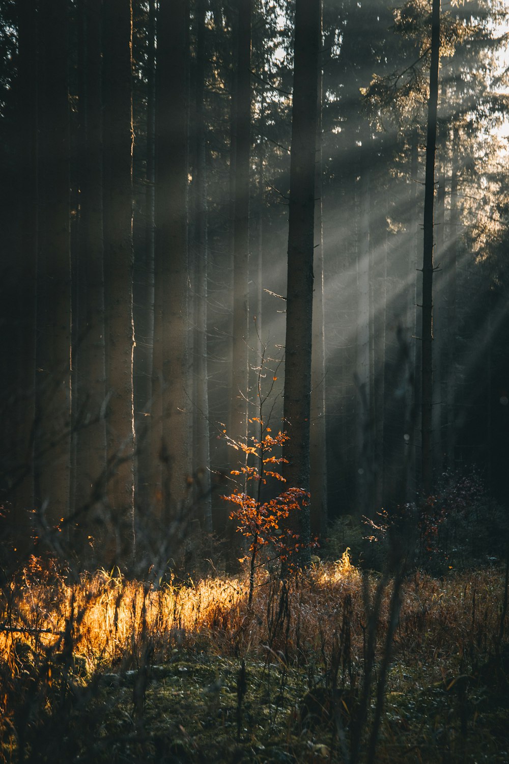 a forest with trees and fog