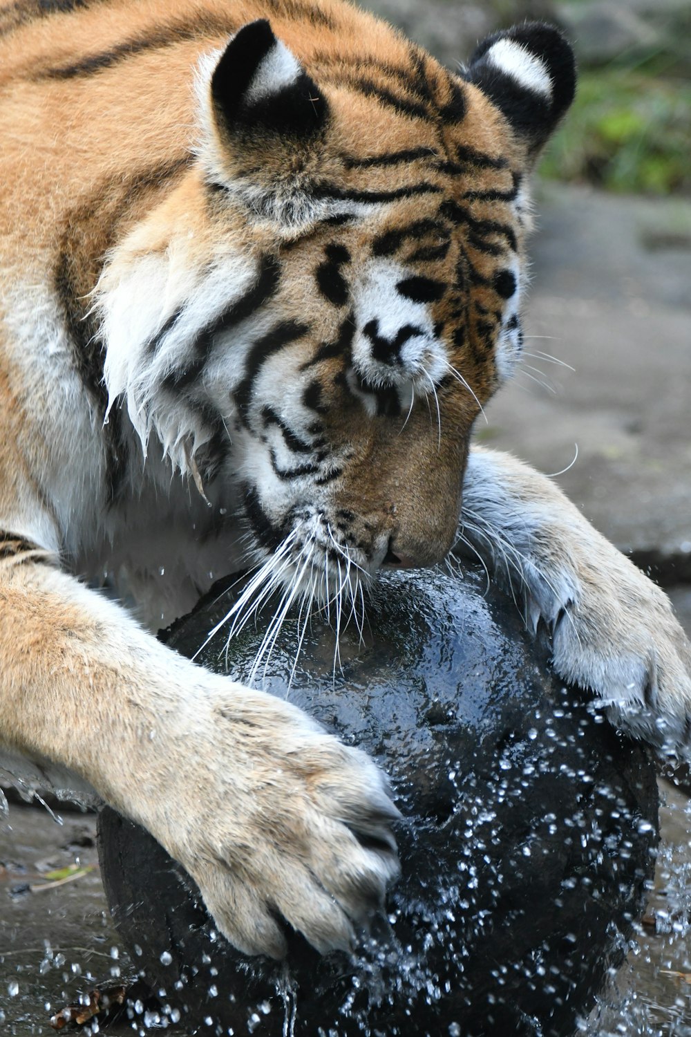 a tiger drinking water