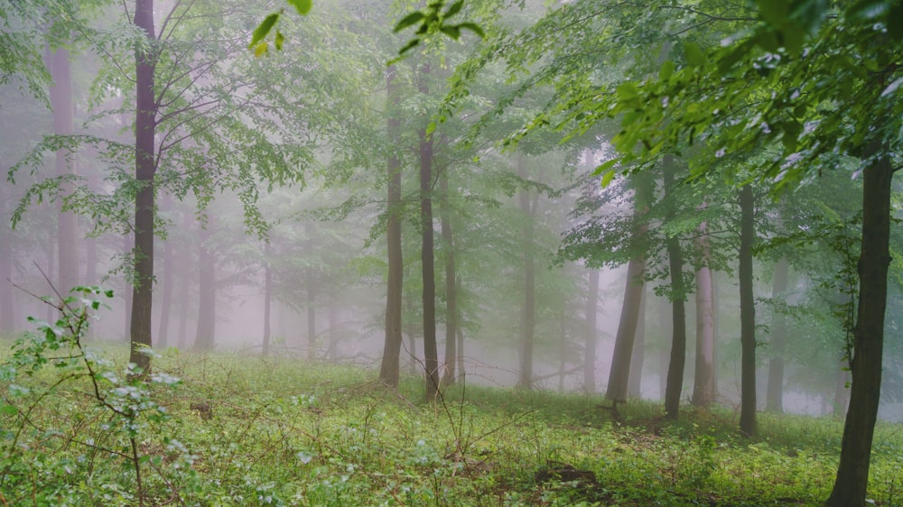 a forest with trees