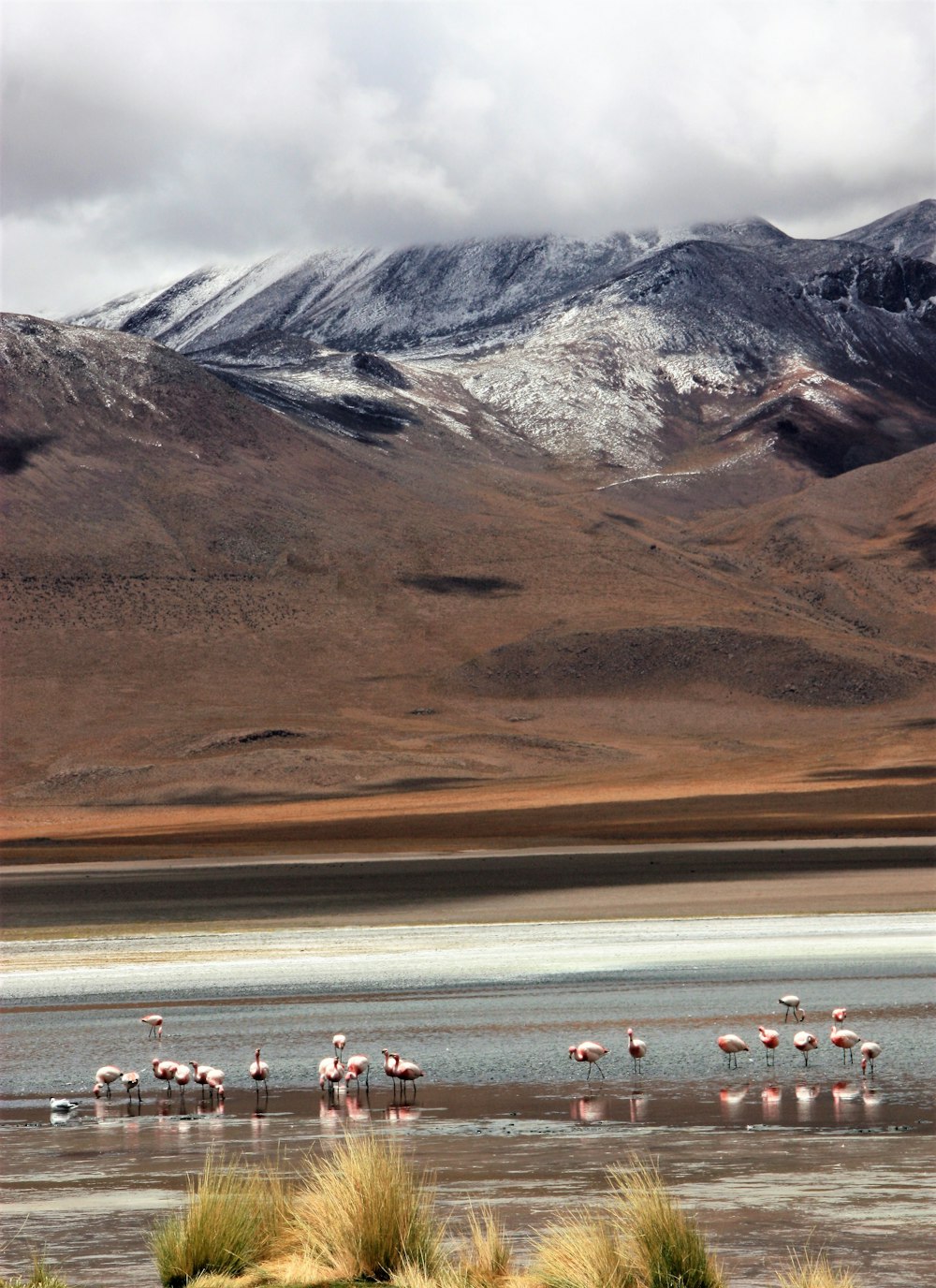 a group of birds on a beach