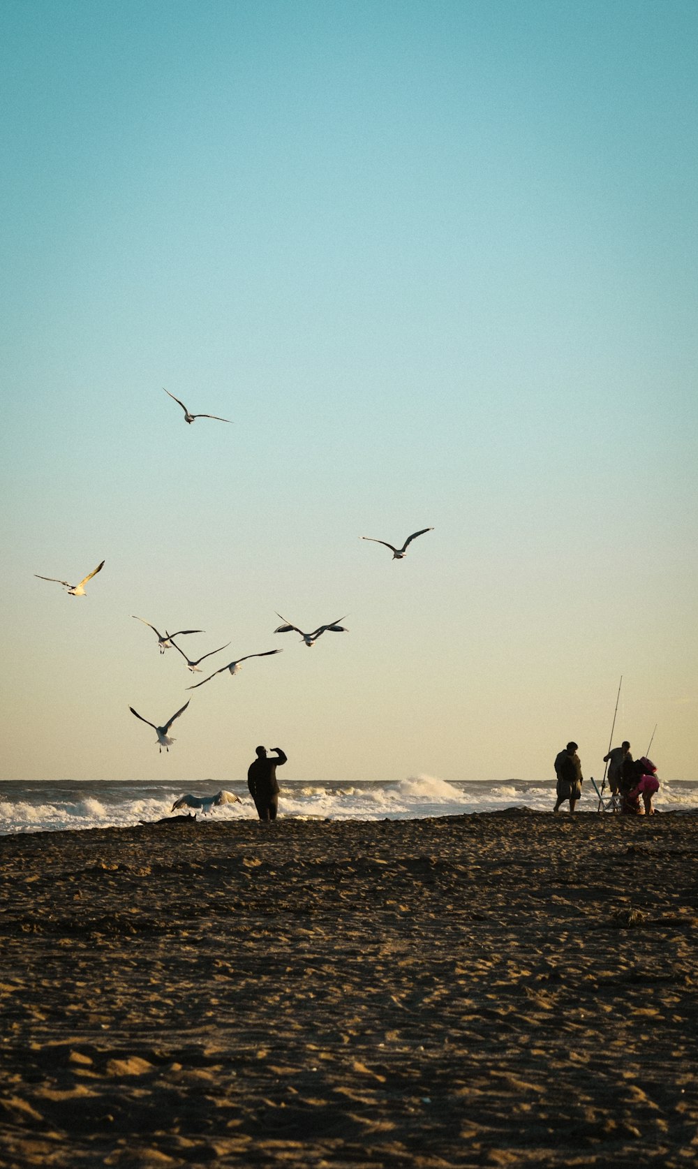 people on the beach with seagulls flying in the sky