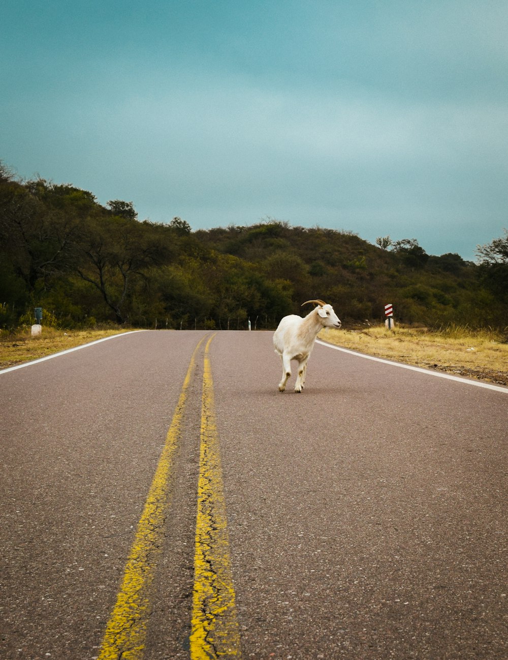 a white goat standing on a road