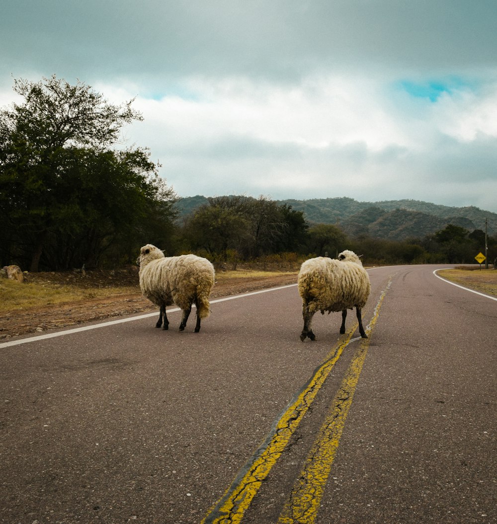 sheep walking on the road