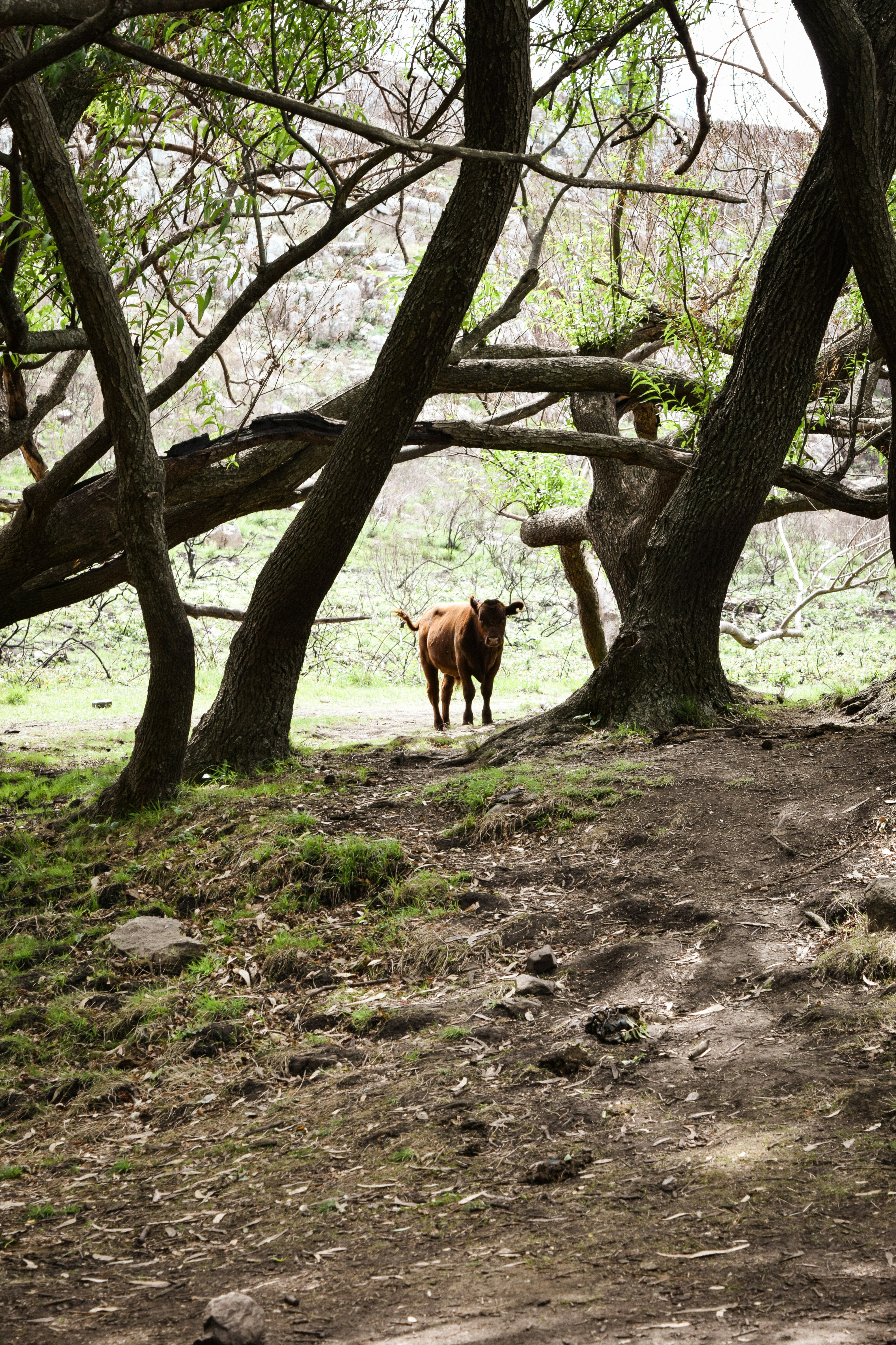 a deer standing in a wooded area