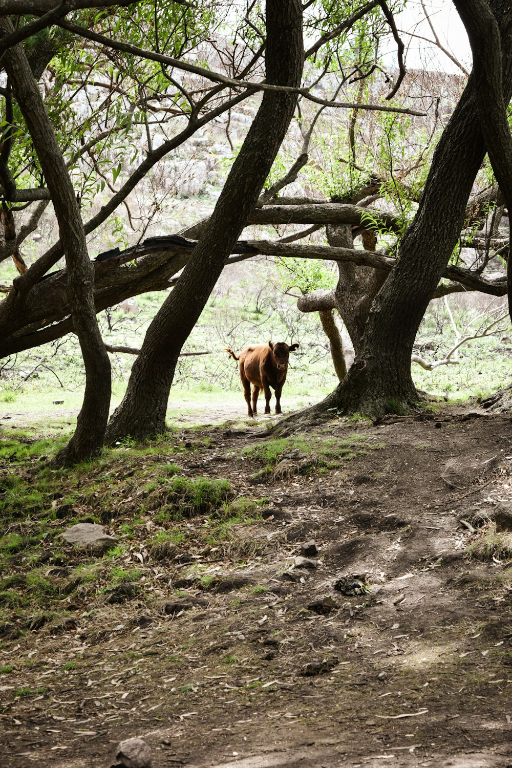 um cervo em pé em uma área arborizada