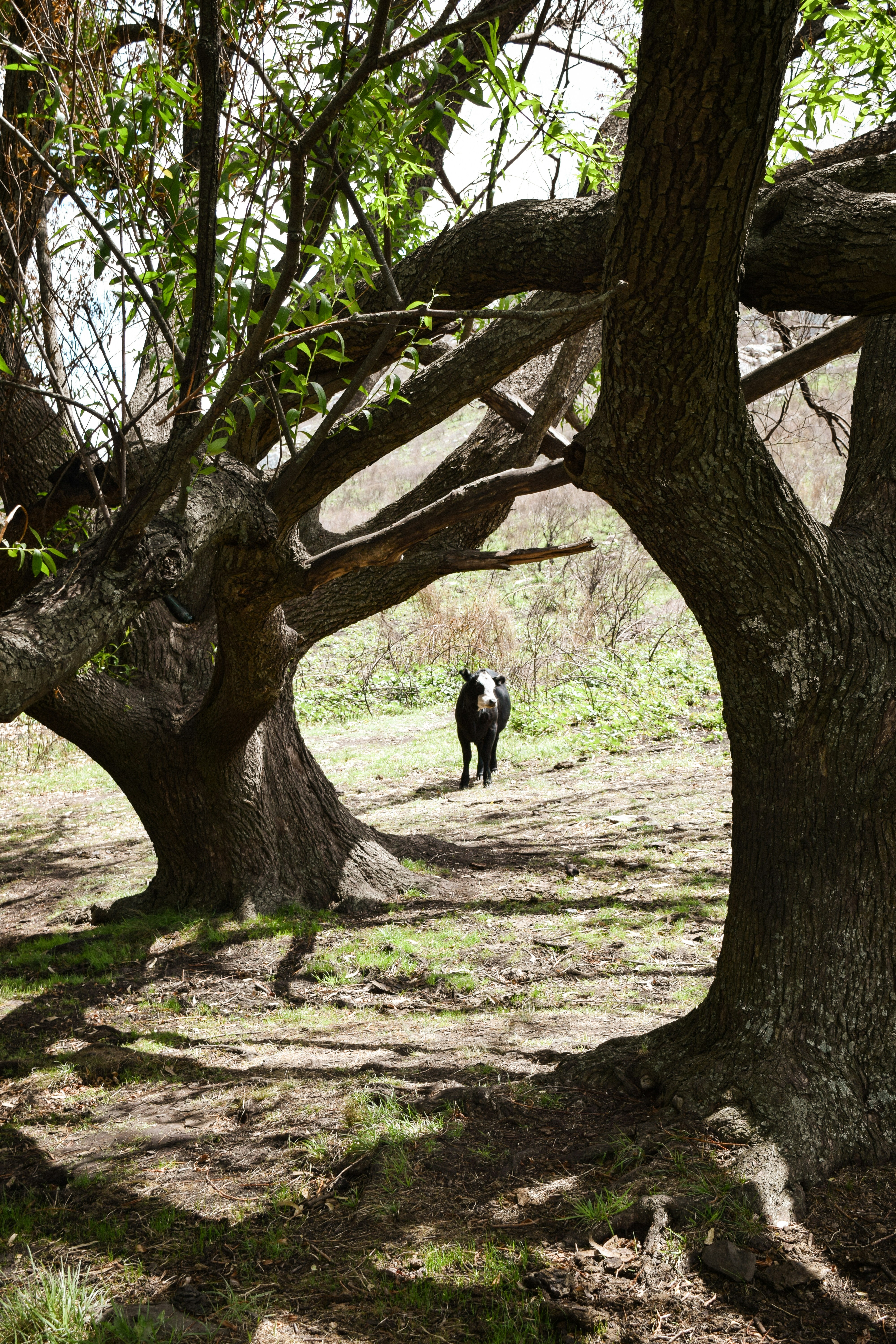 a dog standing in a forest