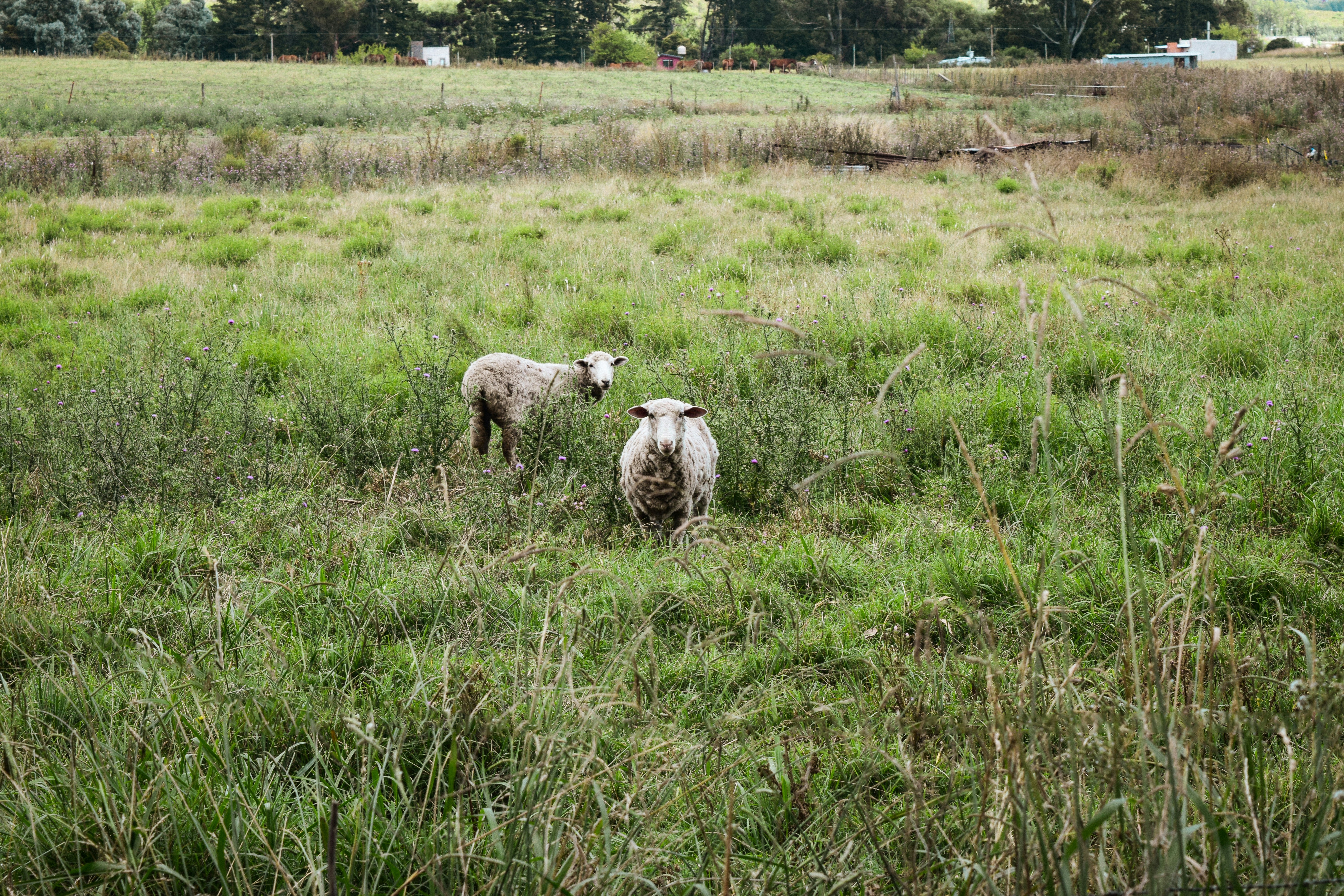 sheep in a field