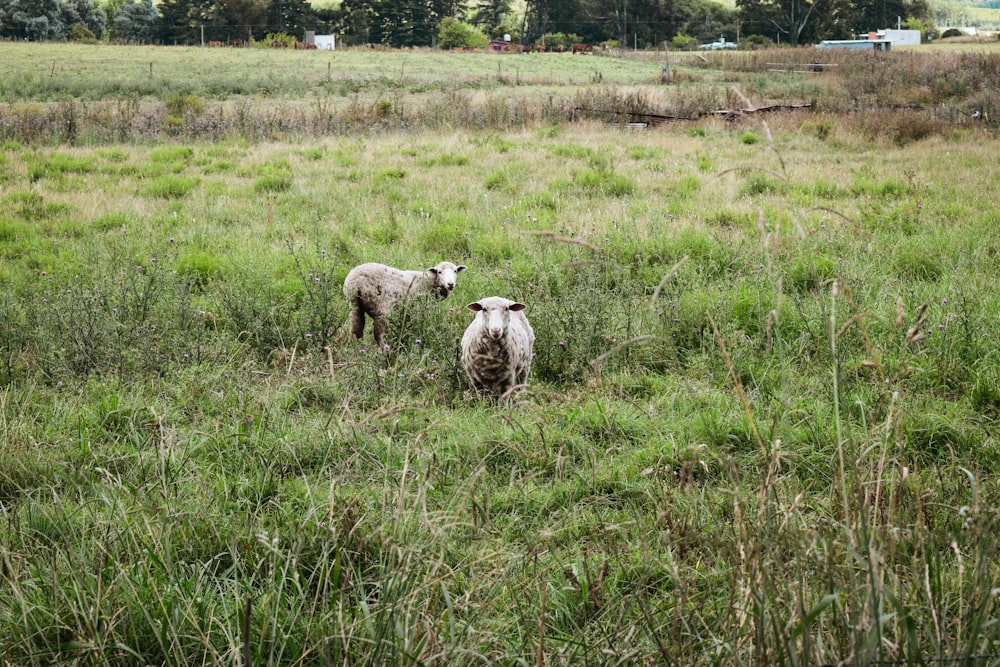pecore in un campo
