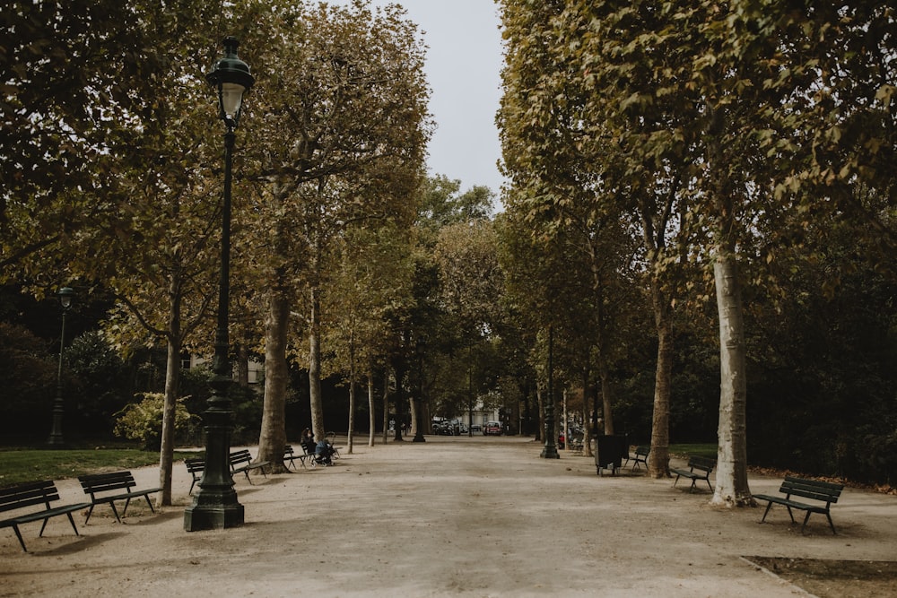 a park with benches and trees