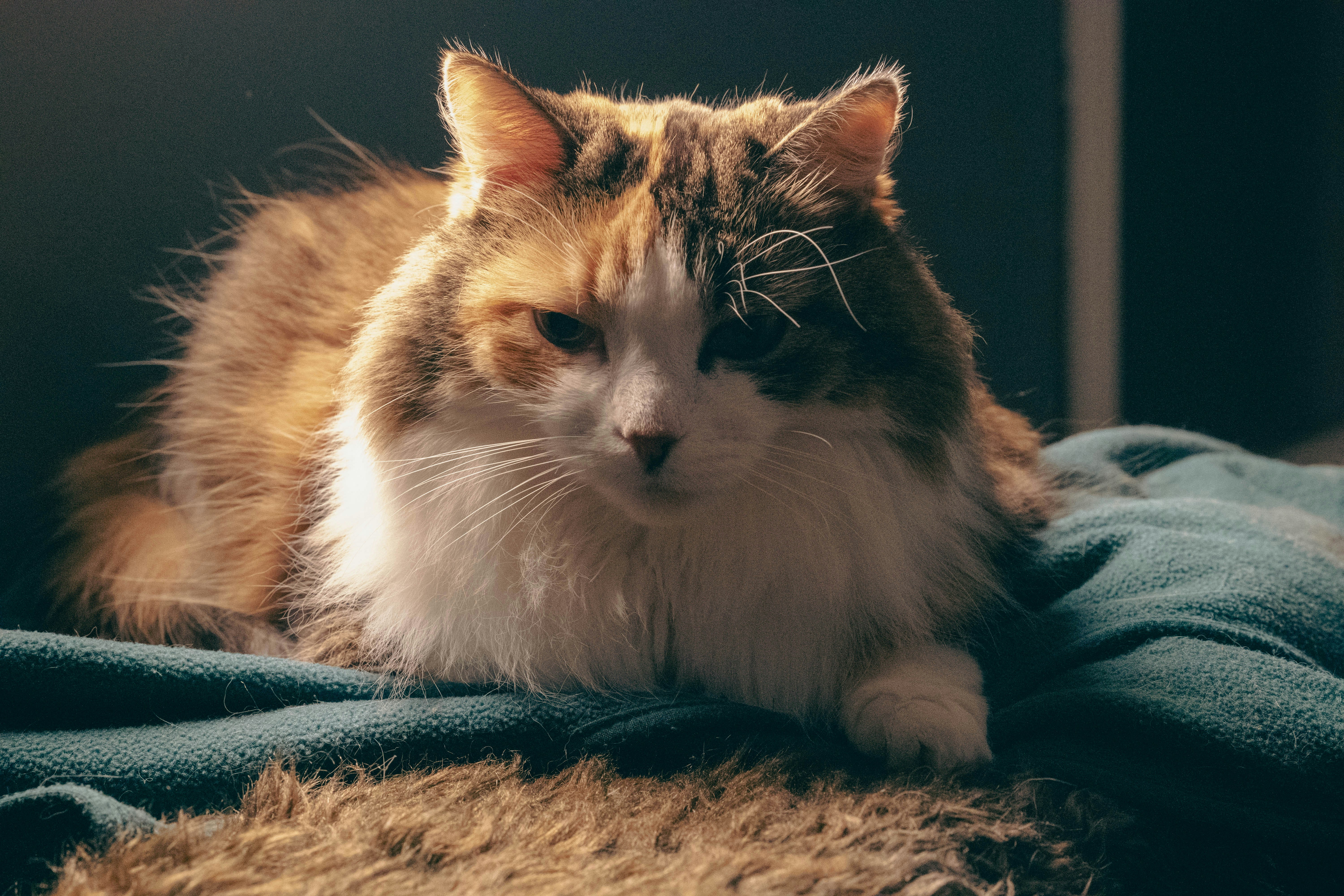 Photo by tristansosteric