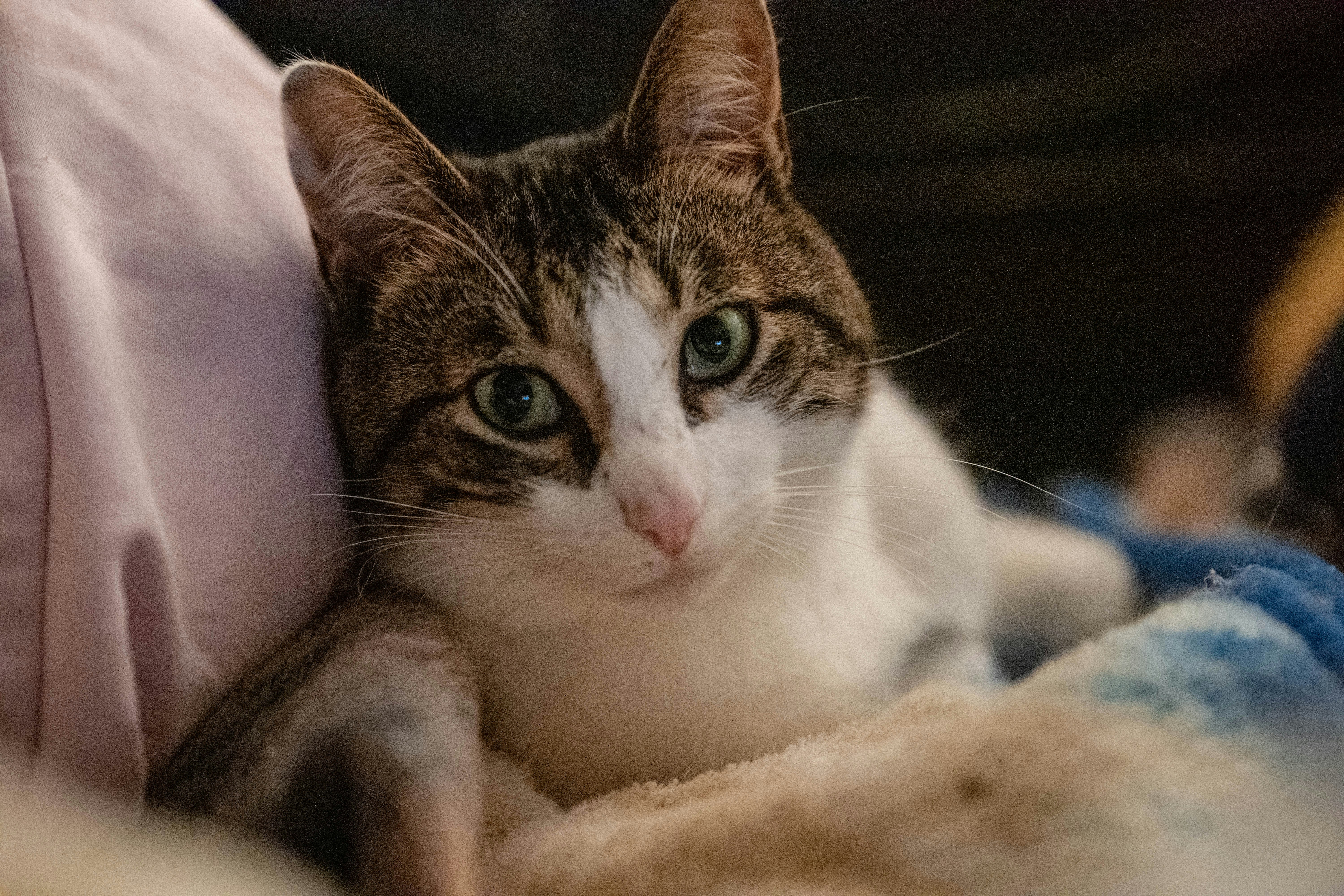 Photo by tristansosteric