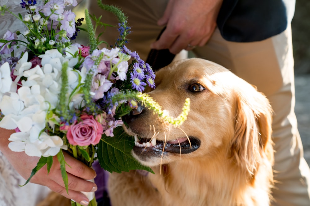 a dog smelling flowers