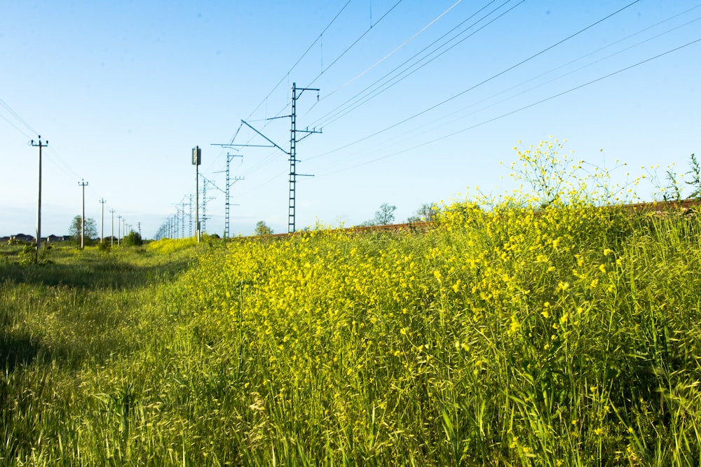 un champ de fleurs jaunes