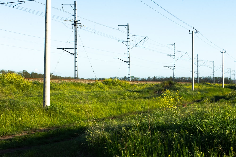 Un champ de plantes vertes avec des lignes électriques et des poteaux téléphoniques