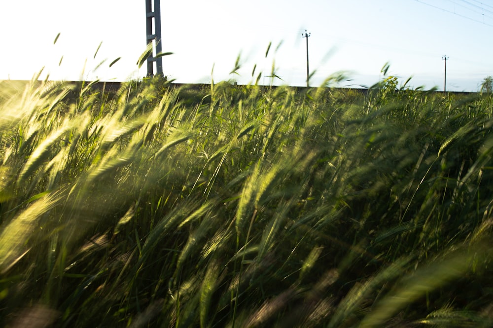 a field of grass