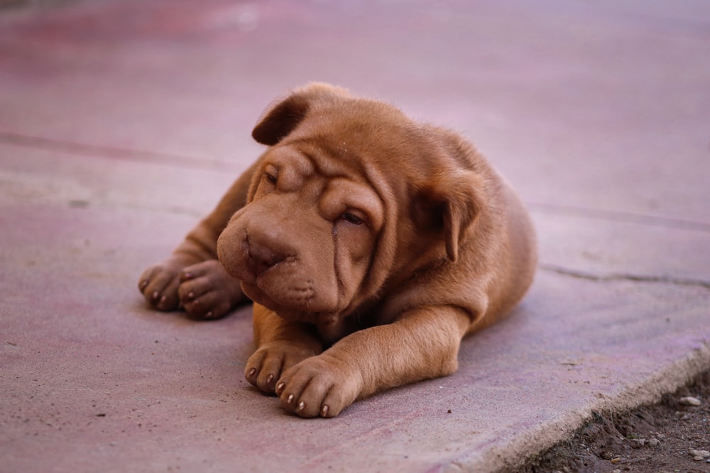 a puppy lying on the ground