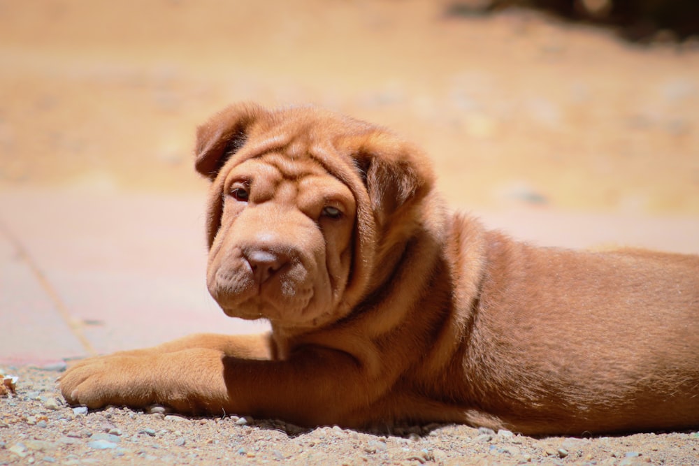 a brown dog lying on the ground