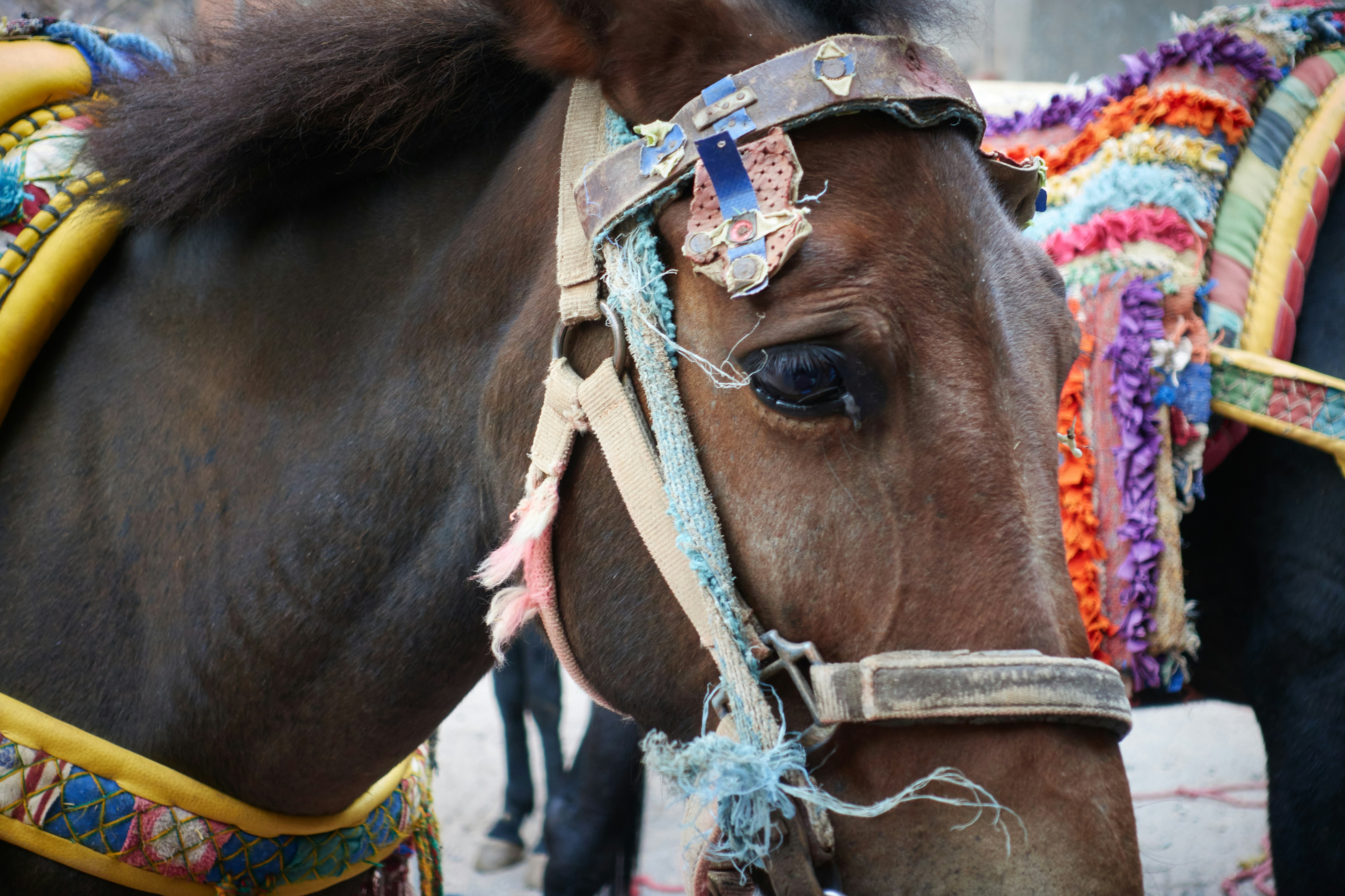 A couple of horses wearing colorful clothing