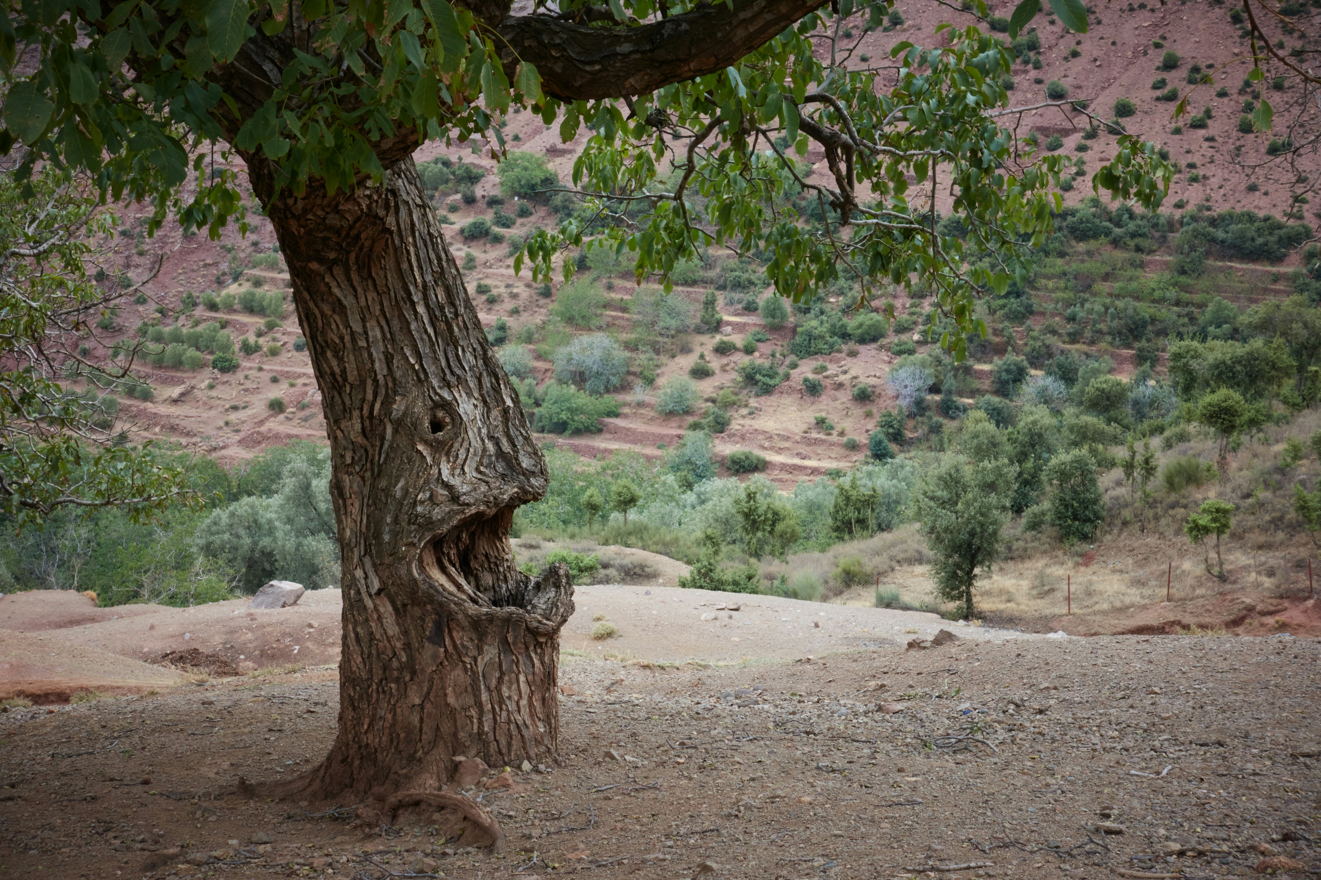 a tree with a large trunk
